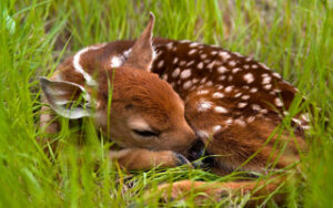 This fawn sleeping in the grass has not been abandoned by its mother.