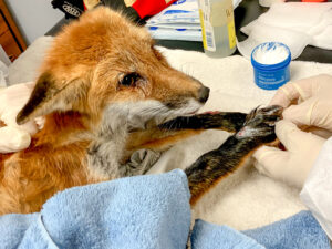 Red fox getting medical care