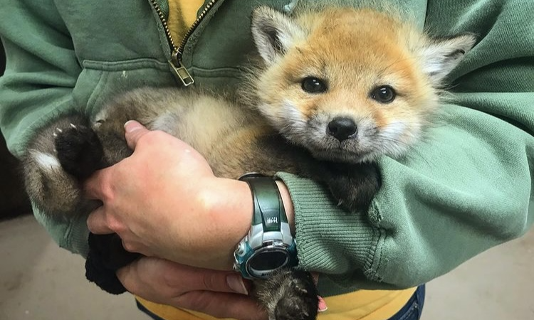 image of a staff member holding an orphaned baby fox