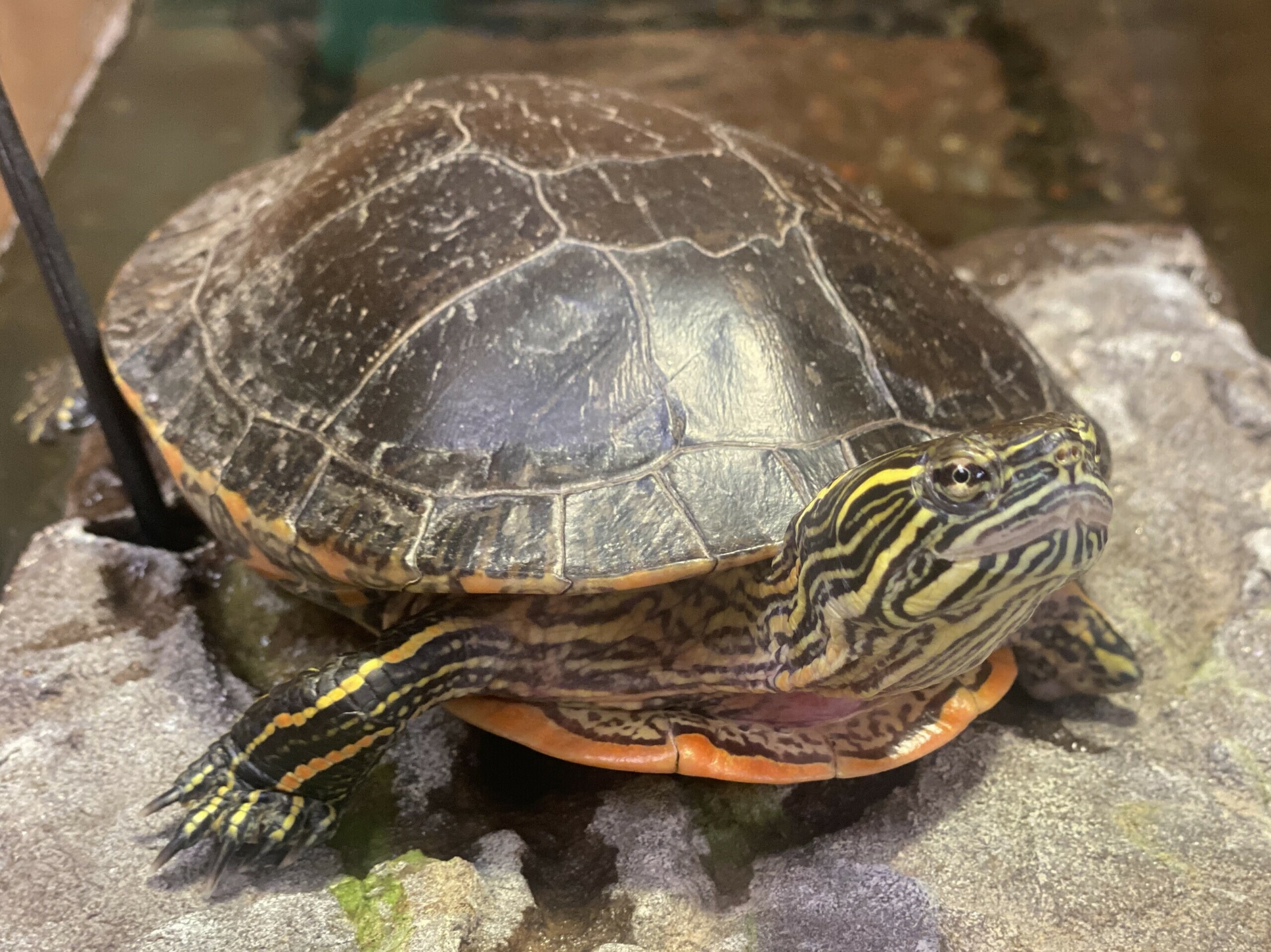 full sized image of hook the painted turtle