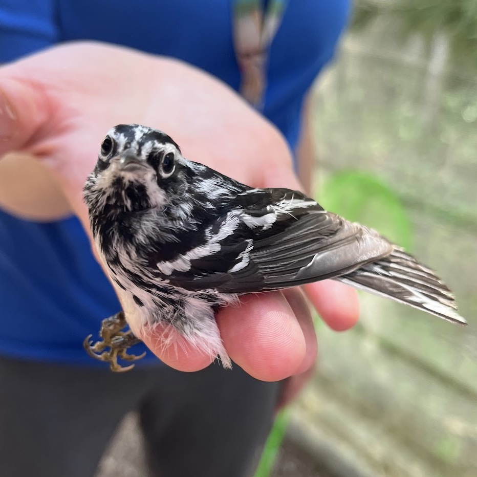 Image of Black and white warbler rehab patient 