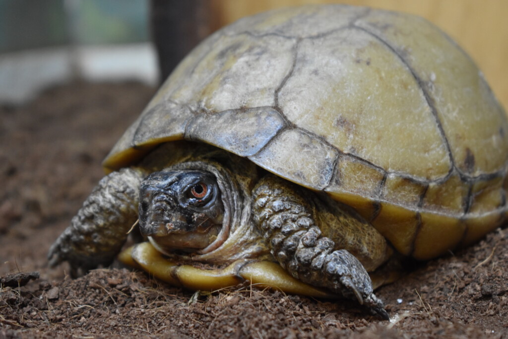 speedy the box turtle