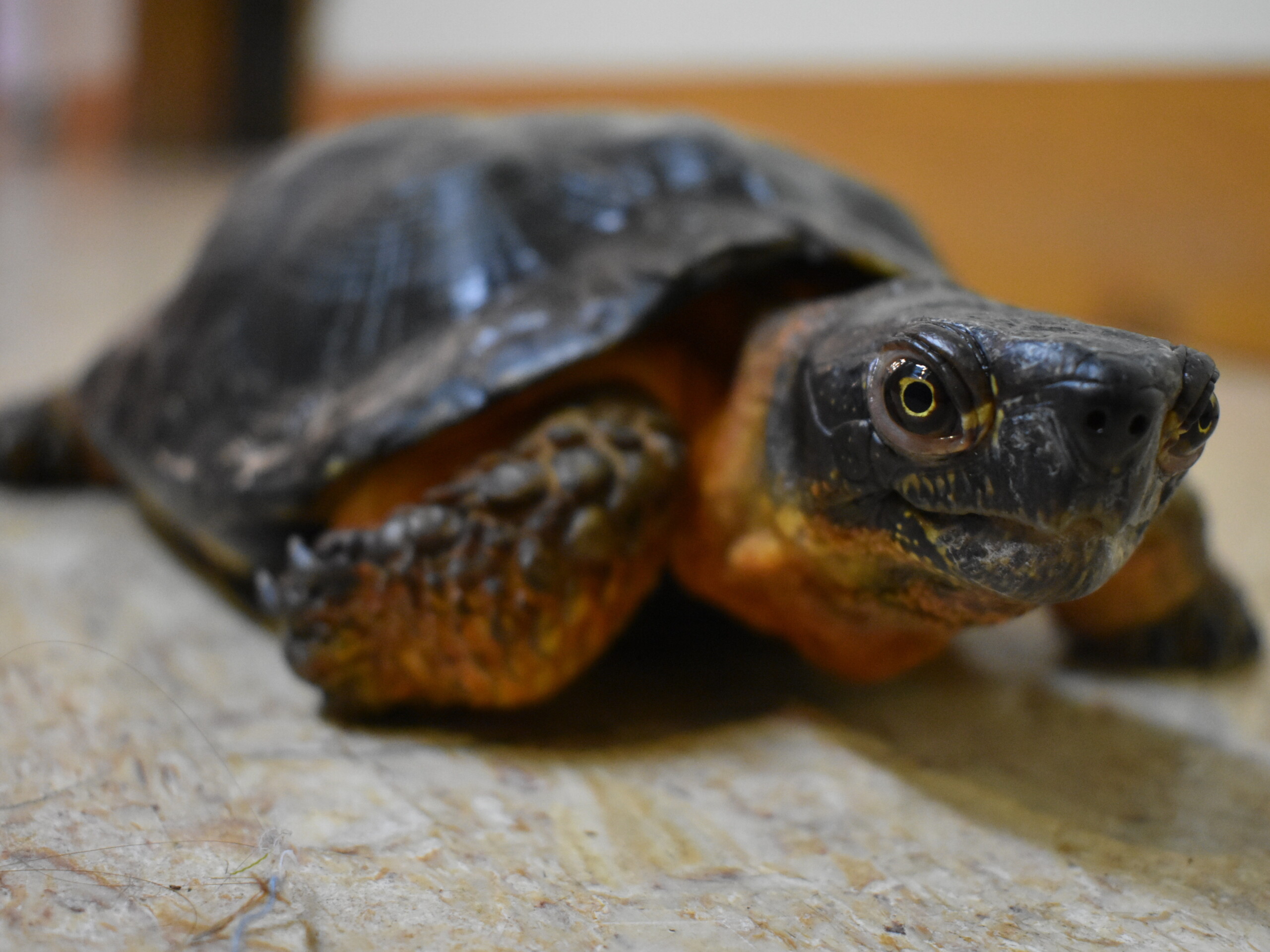 woody the wood turtle