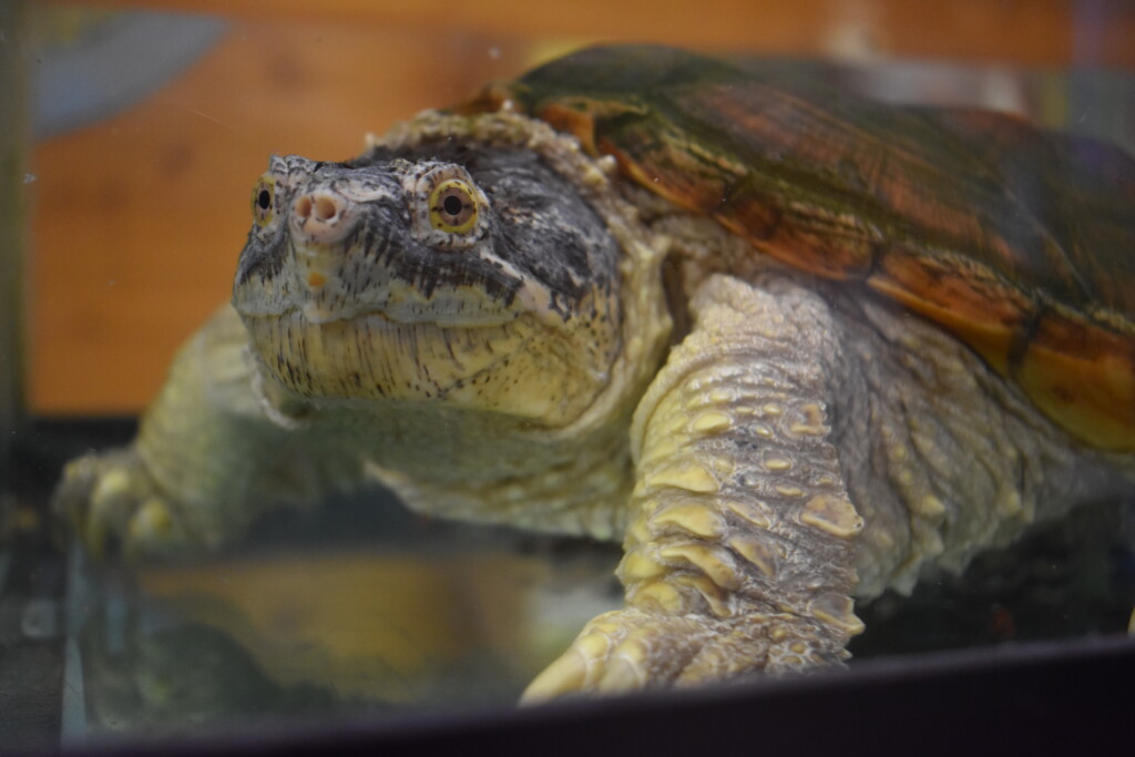 Aqua the snapping turtle