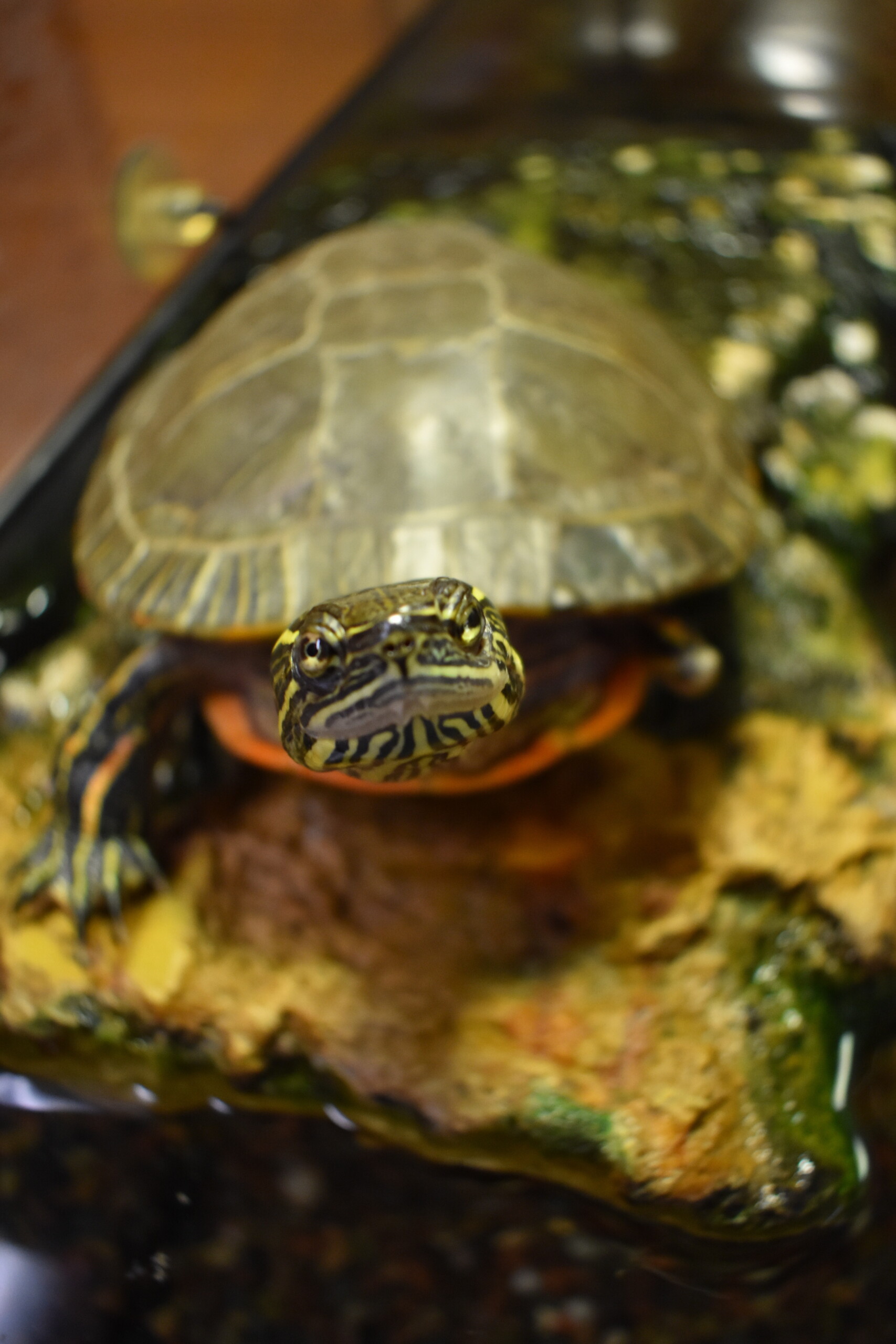 Image of hook the painted turtle