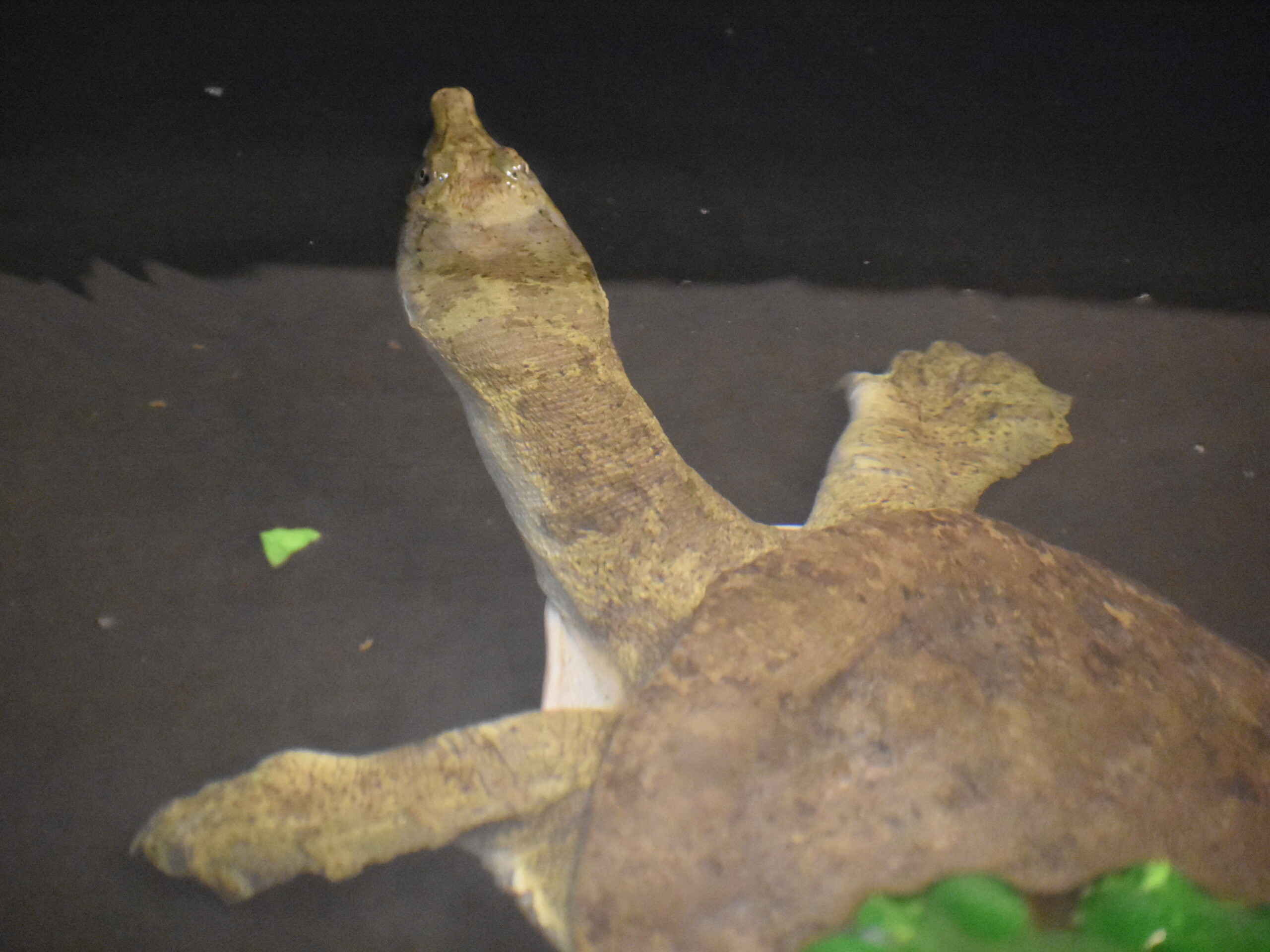 Hubertus the soft-shelled turtle in some leaves