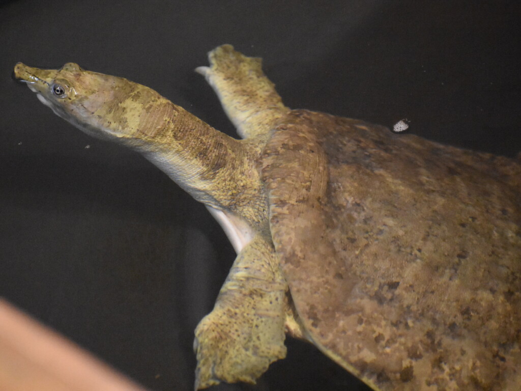 image of Huburtus the soft-shell turtle