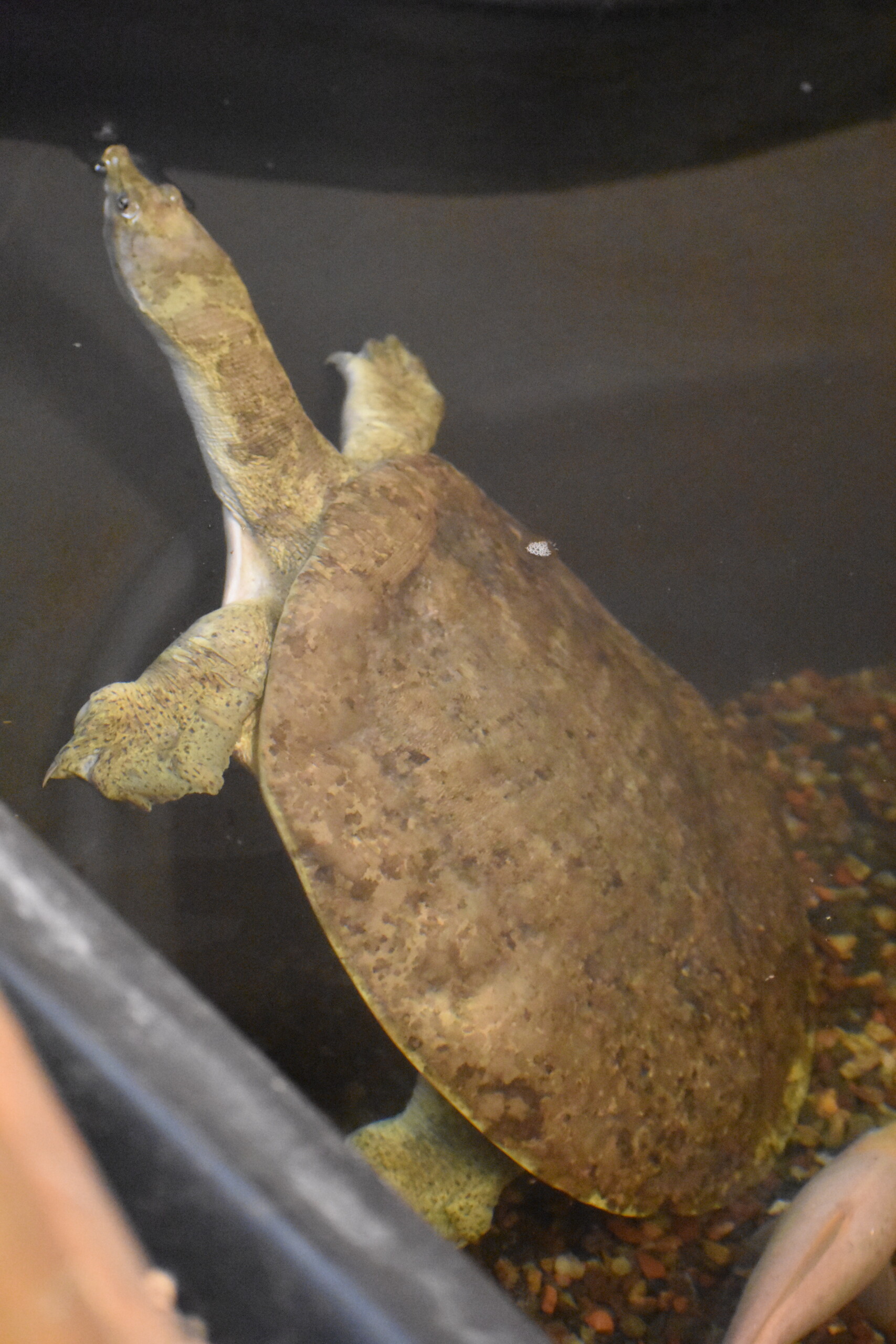 full sized image of Hubertus the soft-shelled turtle