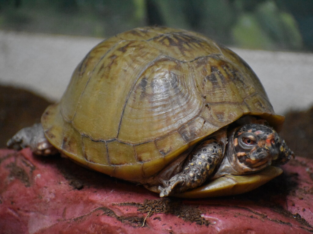 pandora the box turtle