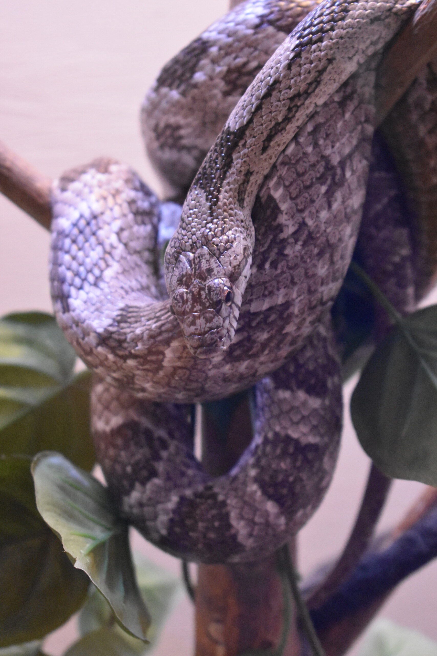 Sancho the rat snake curled around a branch