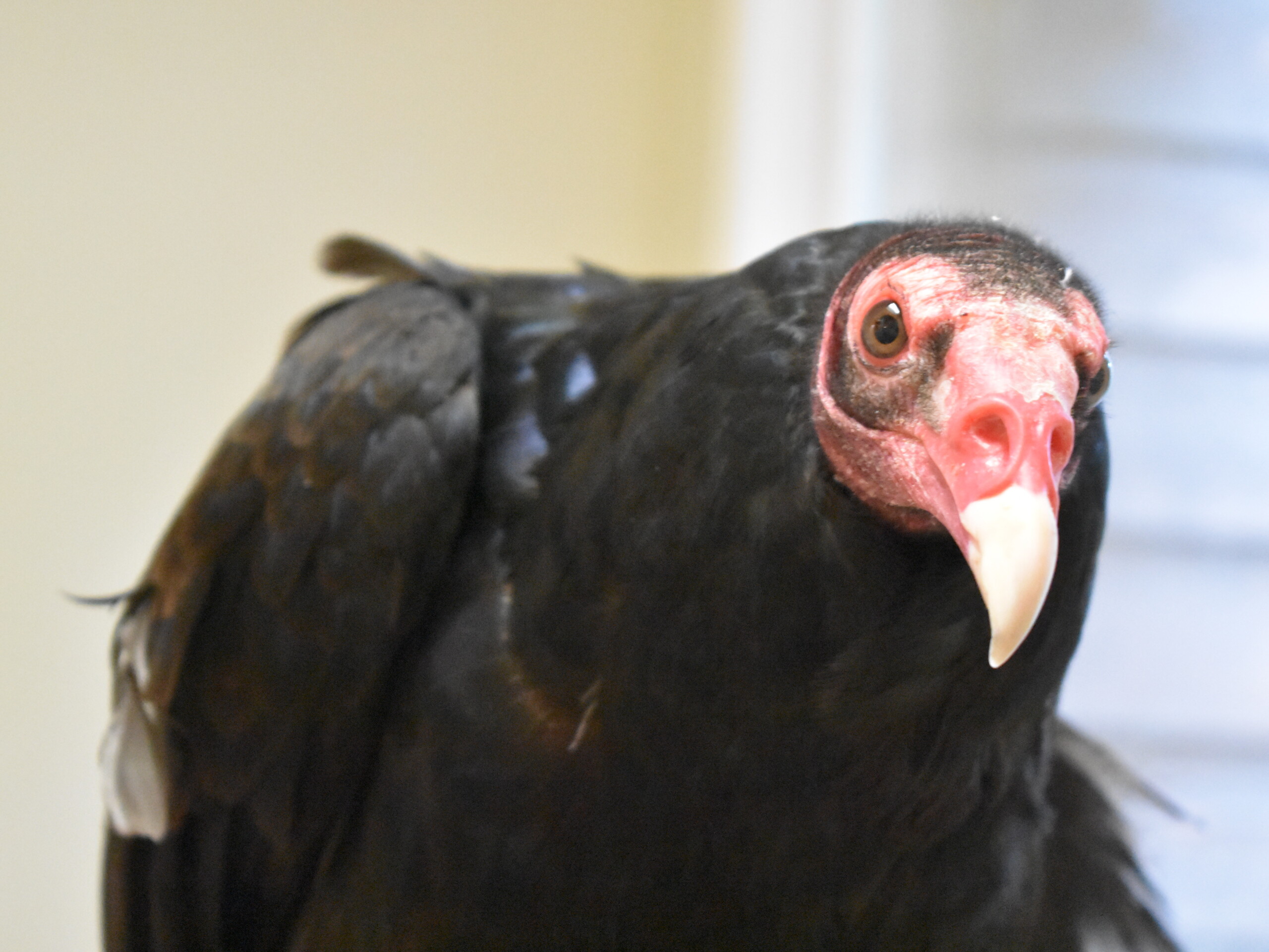close up photo of Hortense the turkey vulture