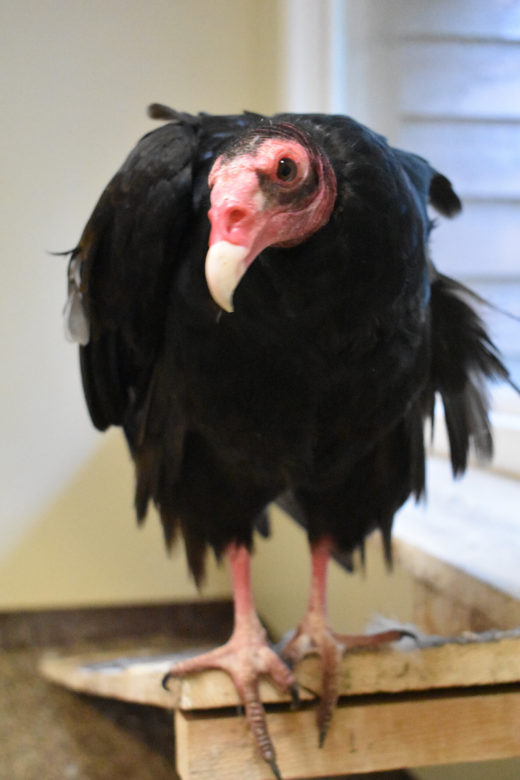 full sized image of Hortense the turkey vulture 