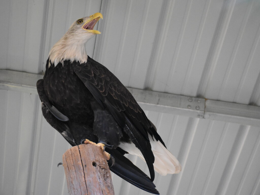 Hanna the Northwoods Wildlife Center's ambassador bald eagle