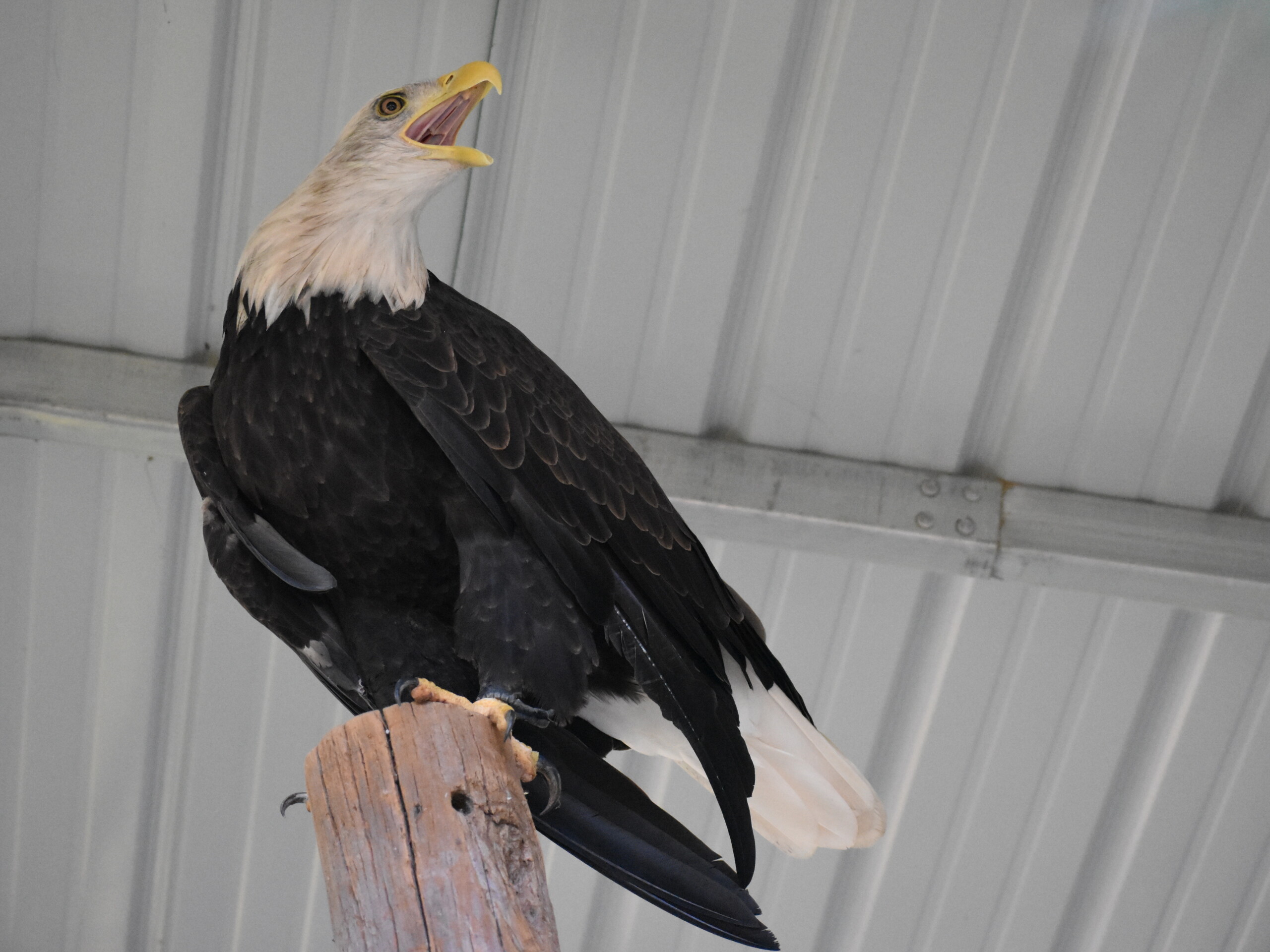 Hannah, bald eagle, cawing from her perch