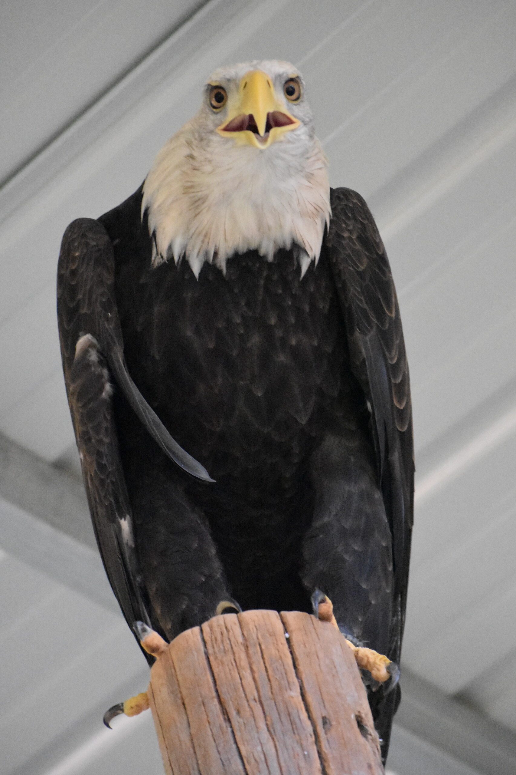 Full sized image of Hannah the bald eagle looking cute on her perch