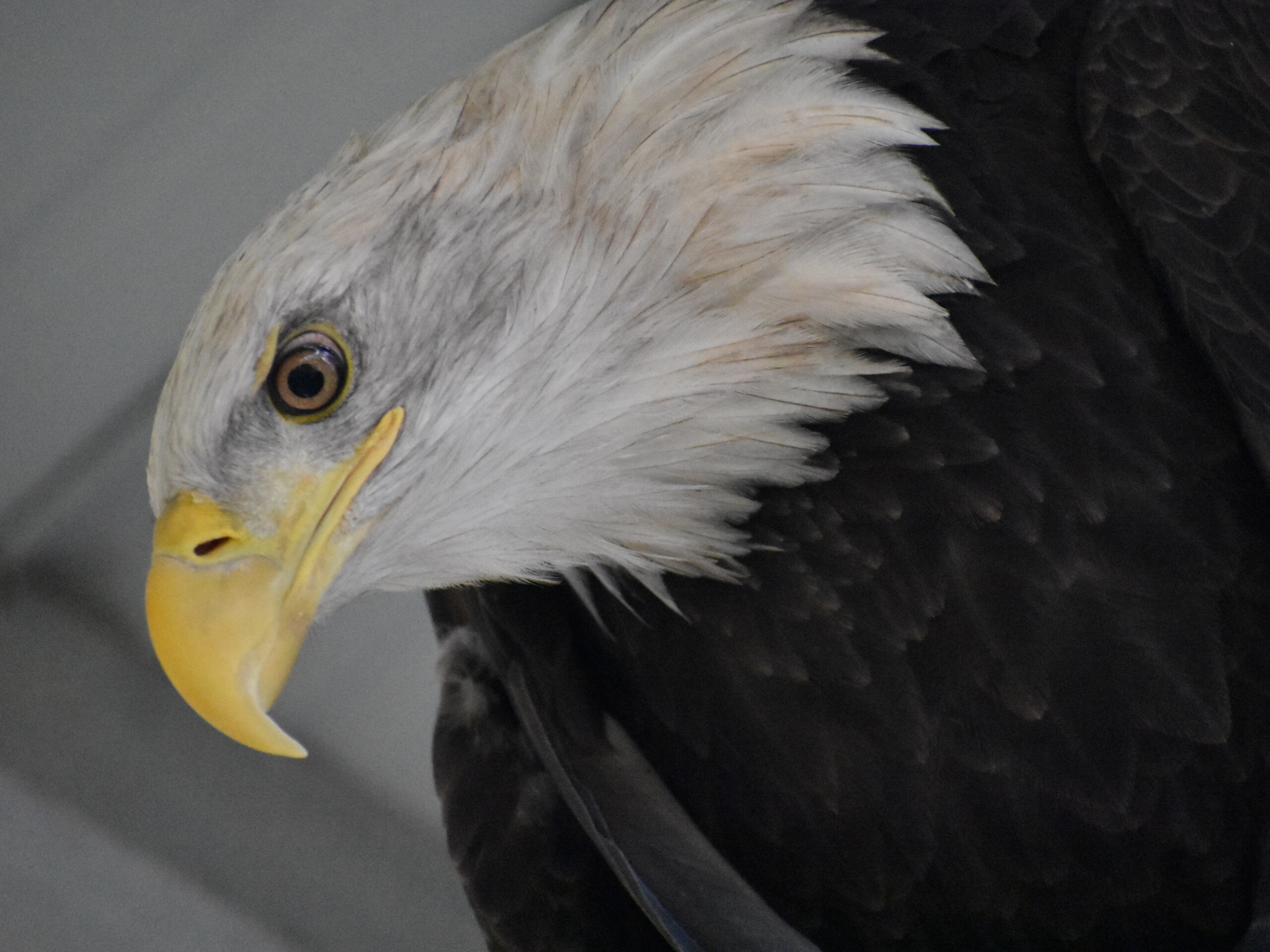 close up image of Hannah the bald eagle