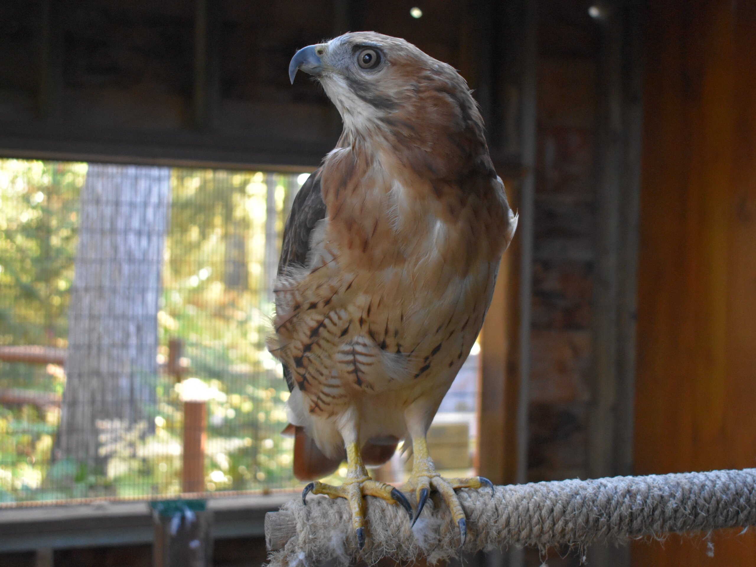 Image of resident red tailed hawk