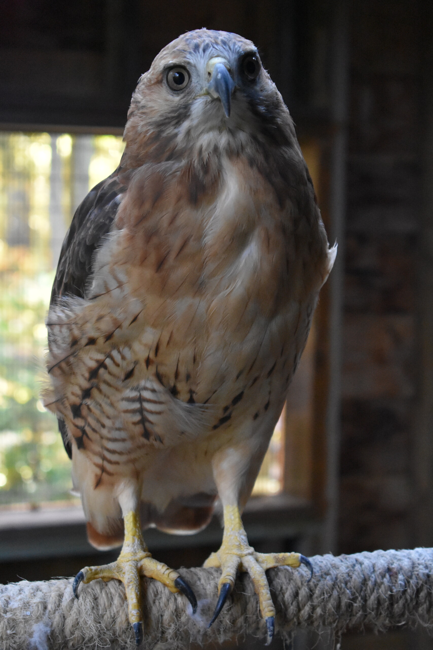 full sized image of resident red-tailed hawk