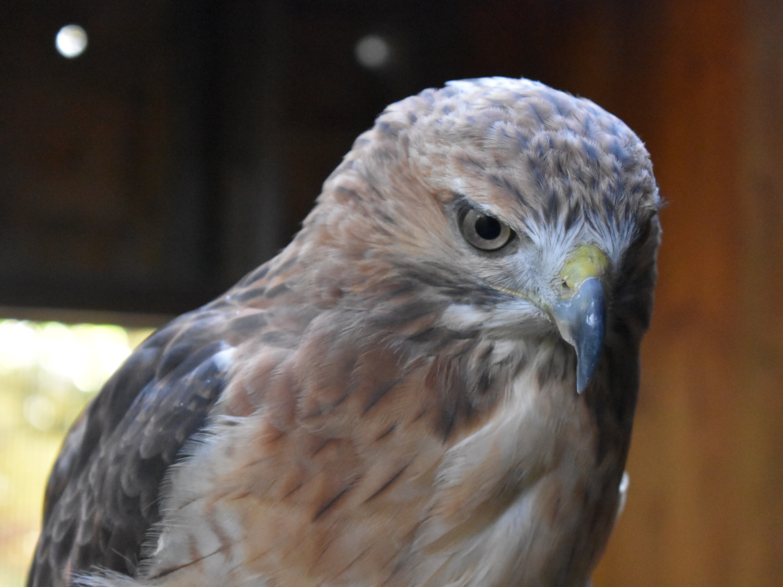 close up of red-tailed hawk 