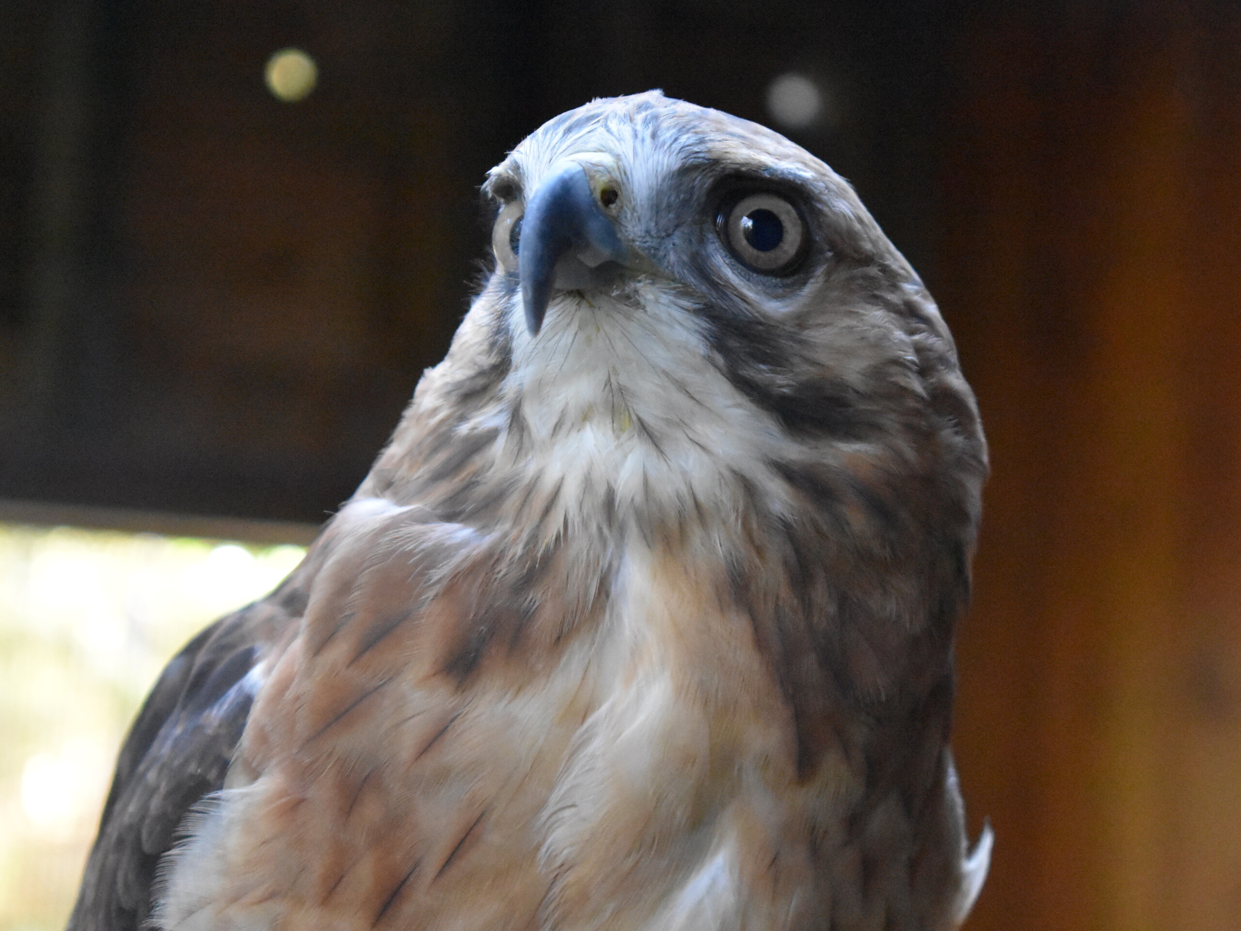 close up image of resident red tailed hawk