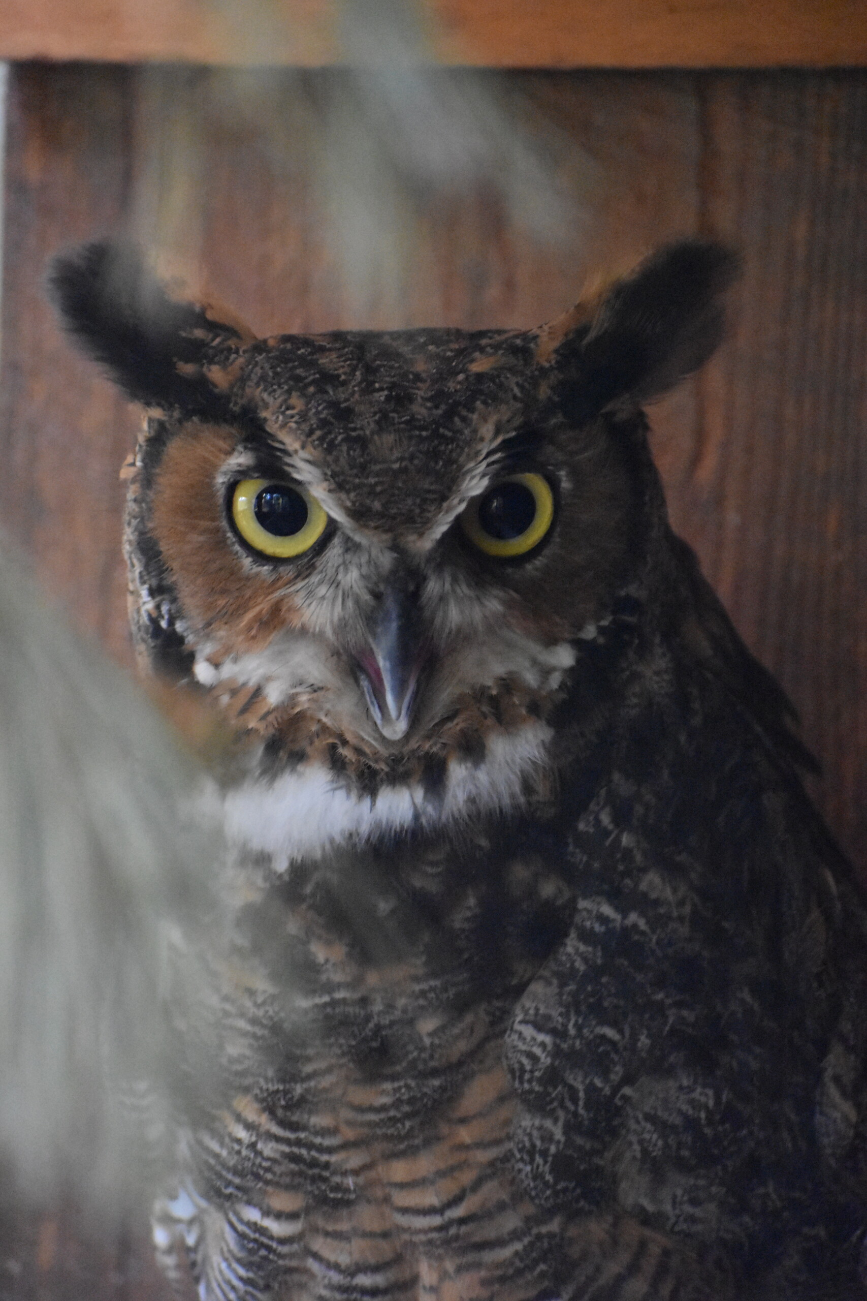 image of loki the owl looking majestic 