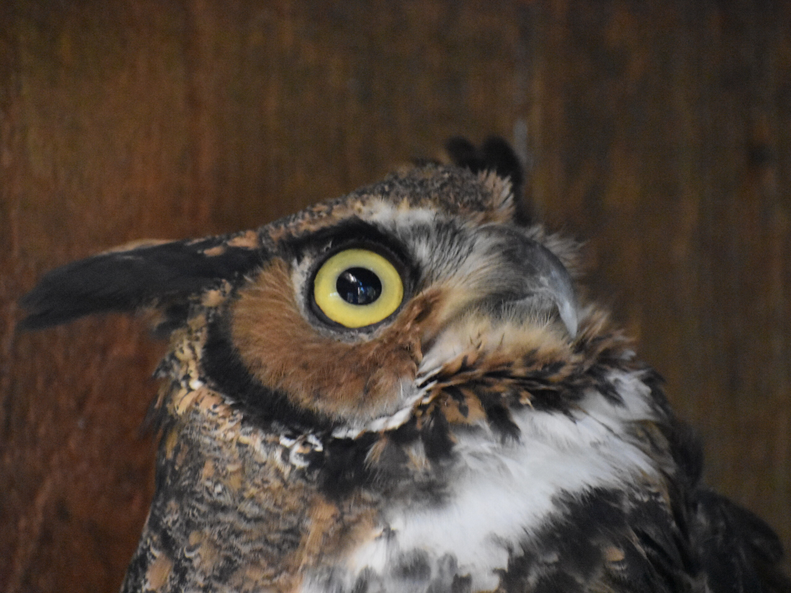 close up image of loki the great horned owl