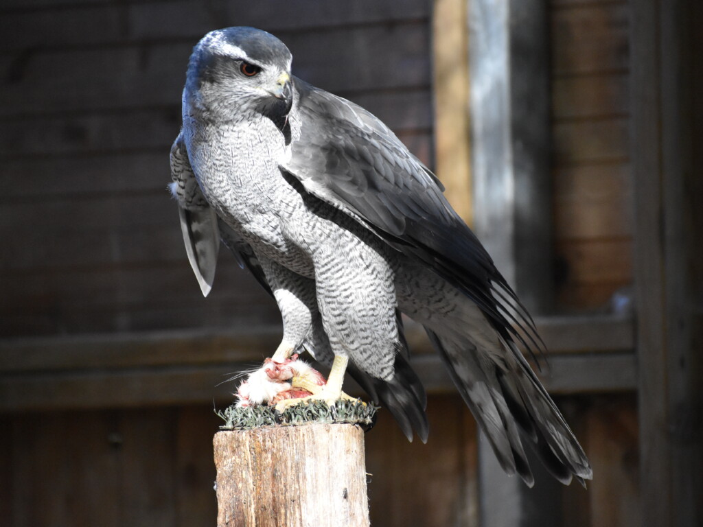 Gemma on perch eating a mouse