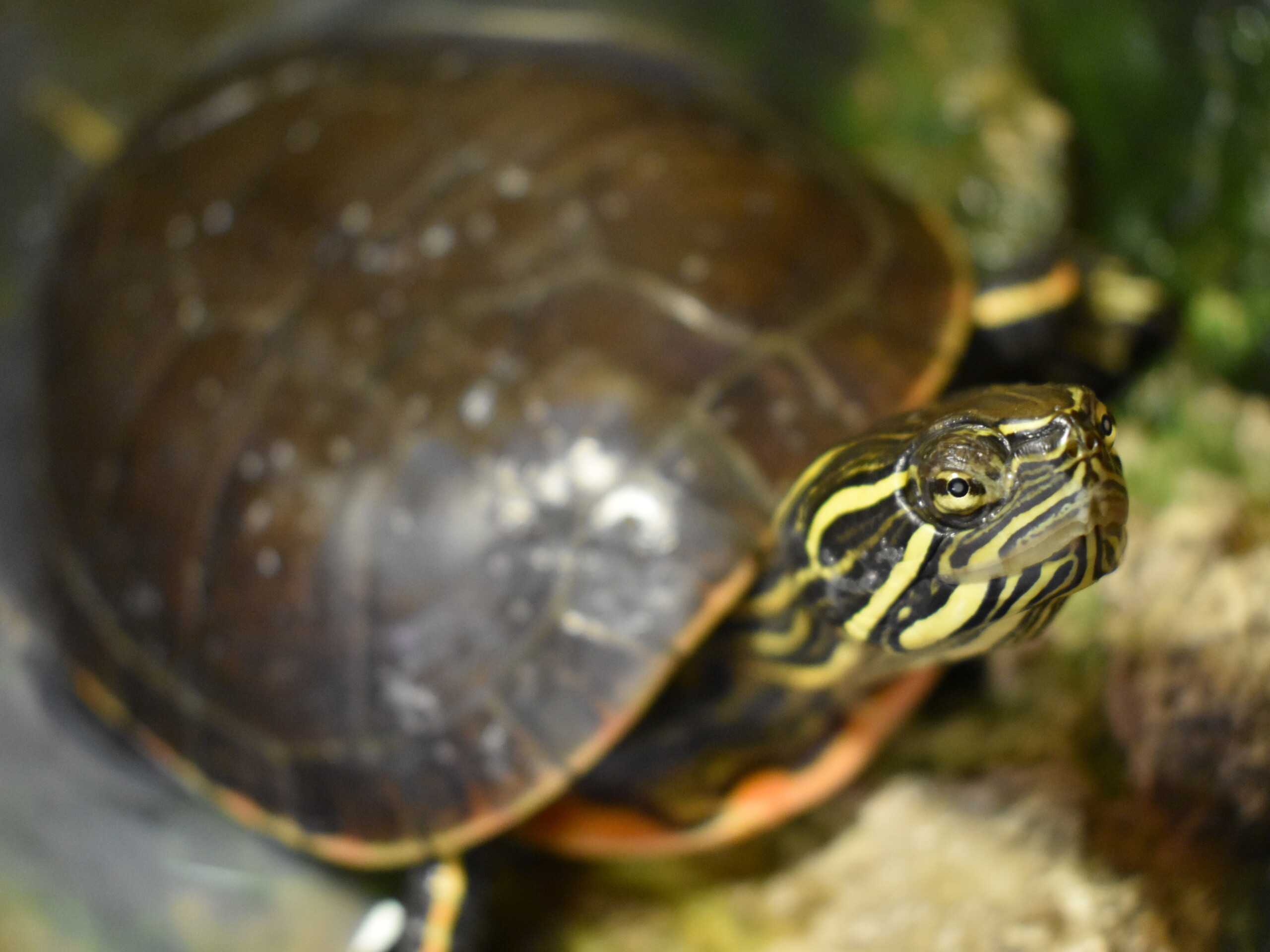 close up image of hook the painted turtle