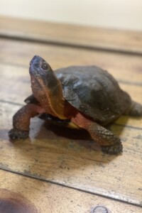 full sized image of woody the wood turtle