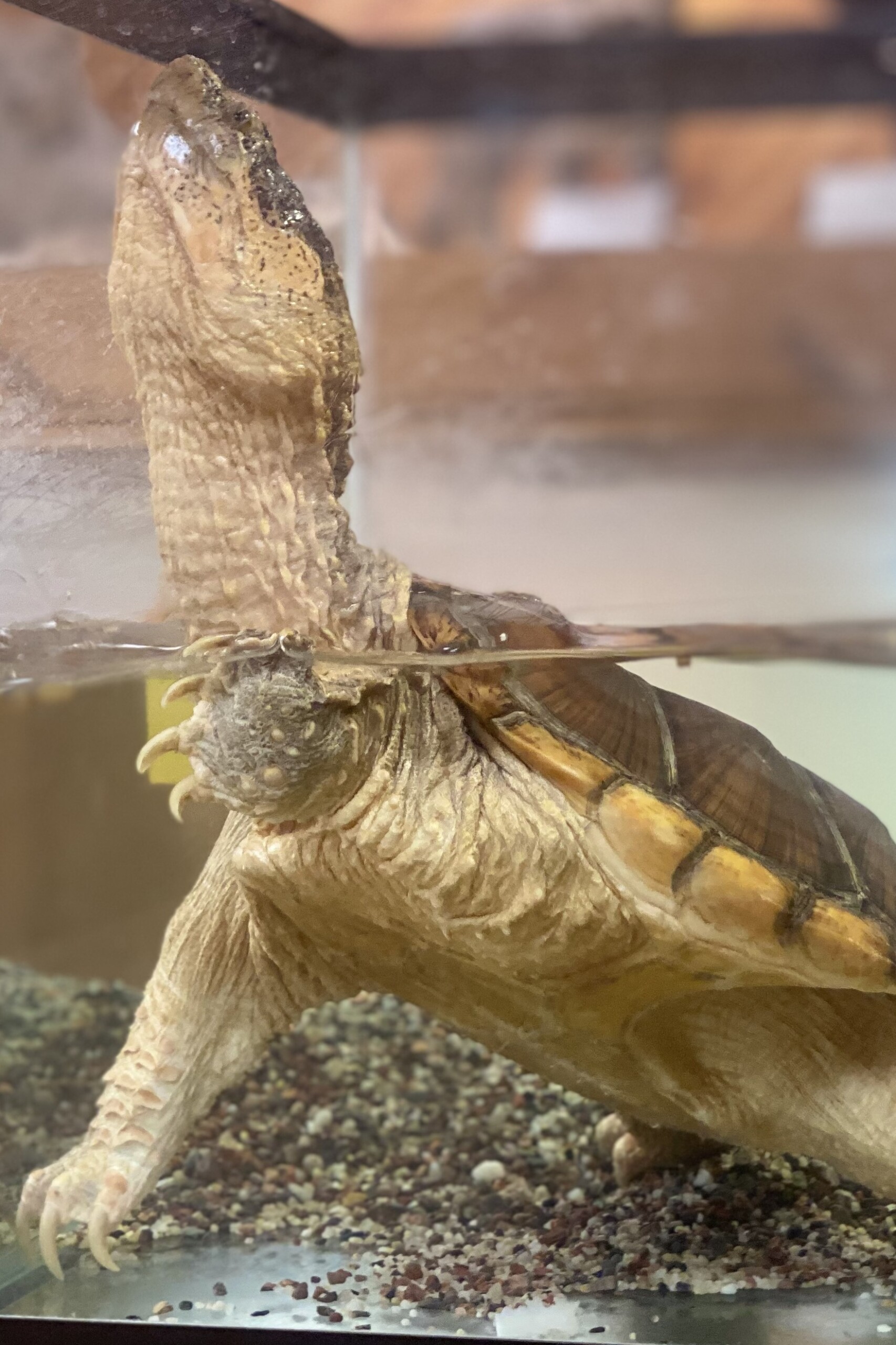 aqua the snapping turtle stretching his neck 