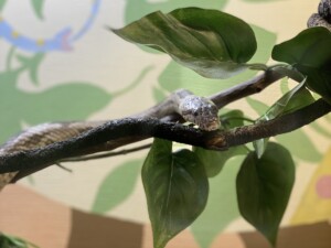 Sancho the gray rat snake in some leaves