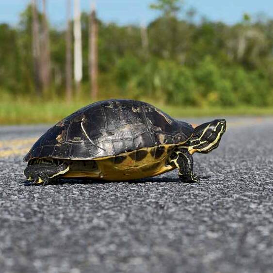 image of painted turtle on the road 