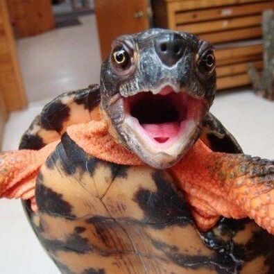 image of woody the wood turtle smiling