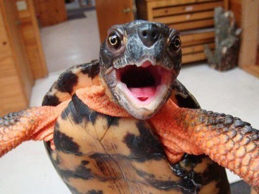 Woody the wood turtle smiling 