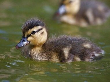 Image of baby duck in the water 