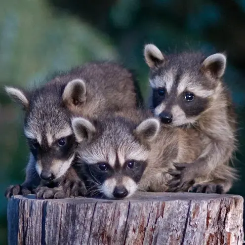 image of baby raccoons on a log 