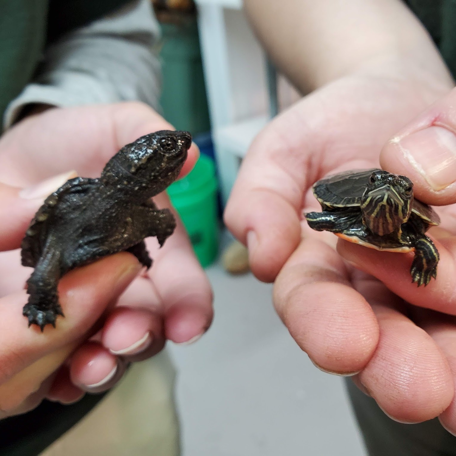 image of baby snapping turtle and baby painted turtle being held by staff