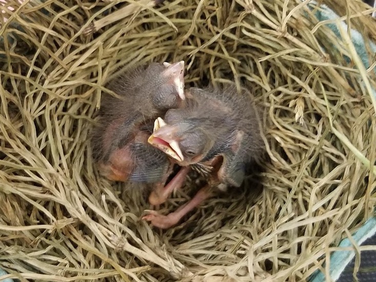 image of hatchling stage birds in a nest
