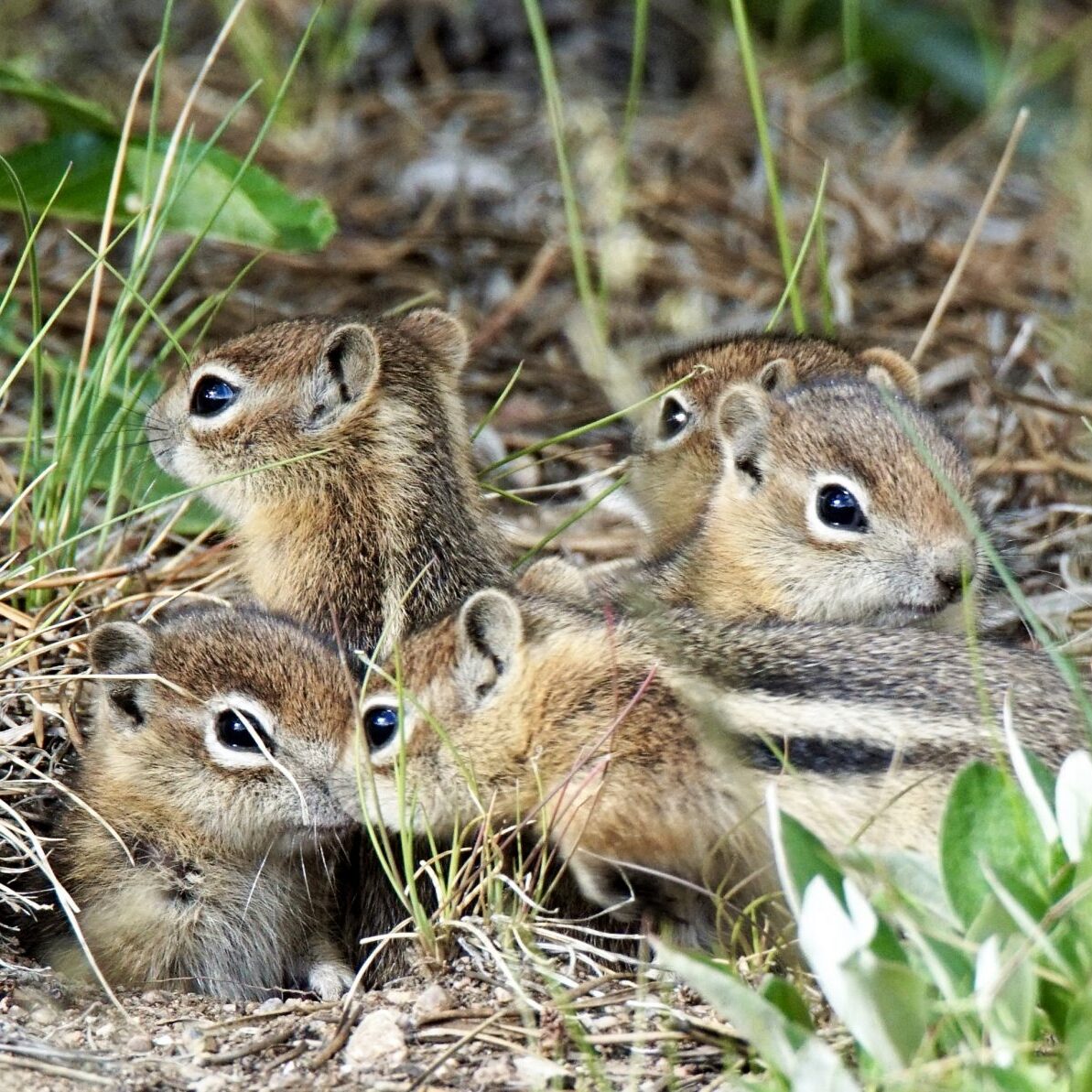 image of group of young chipmunks 