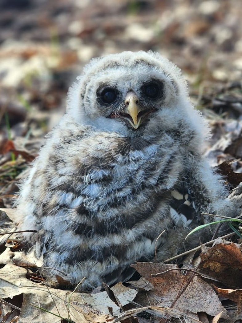 baby owl on ground in leaves 