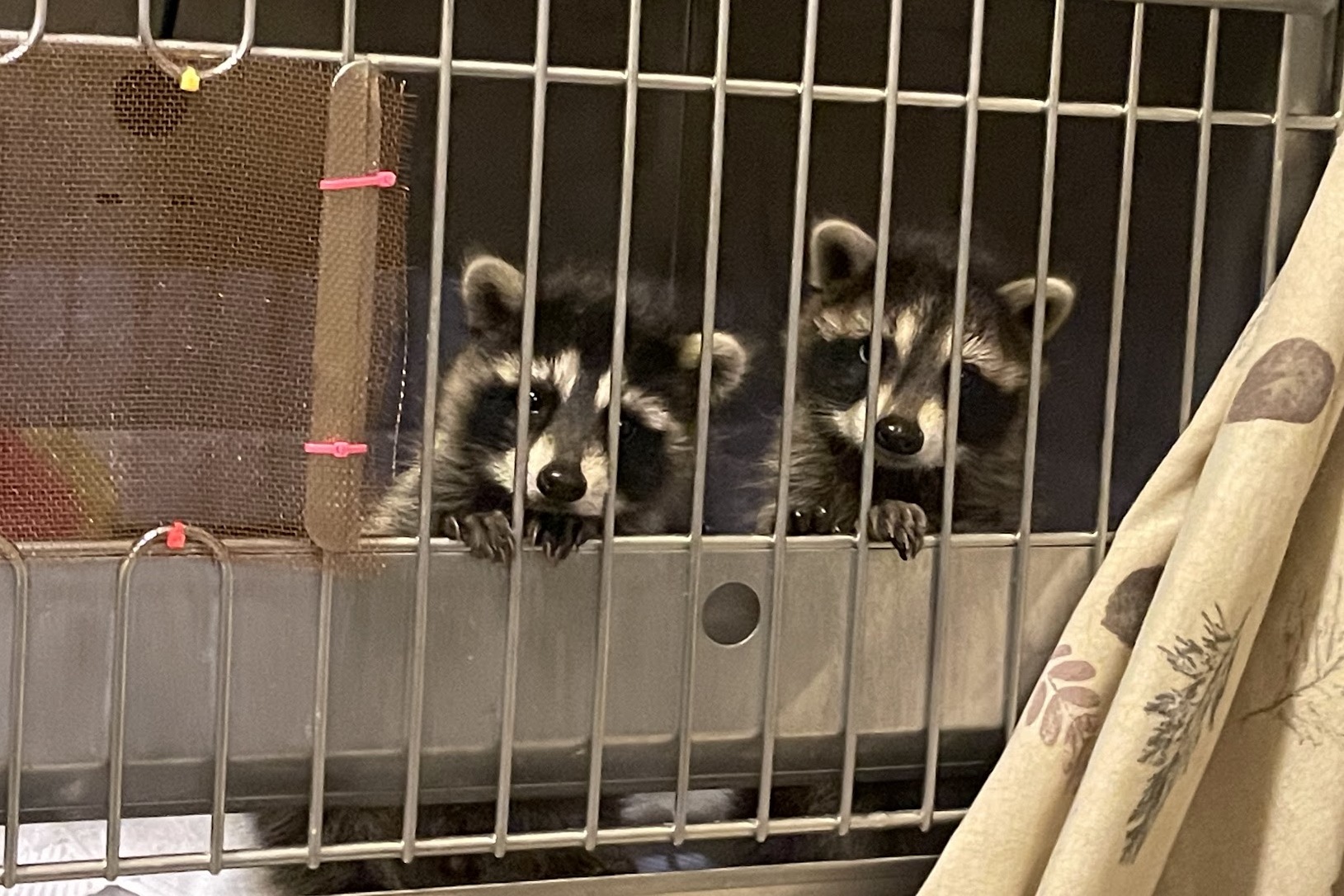 two baby raccoons in a cage