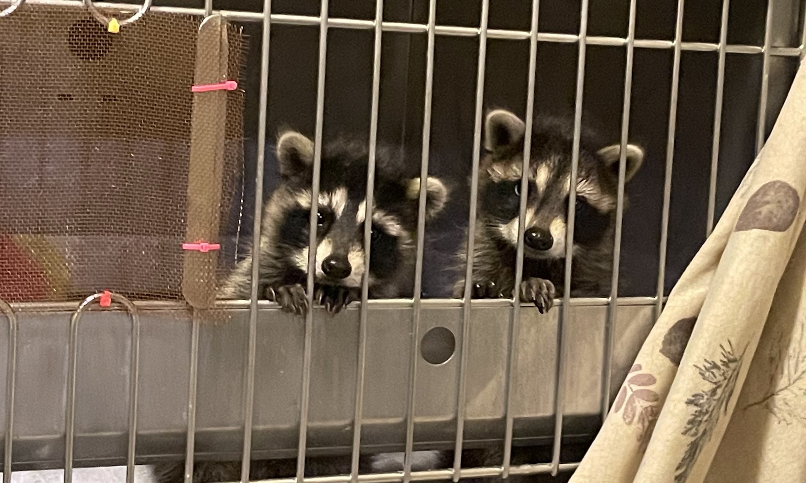 two baby raccoons in a cage