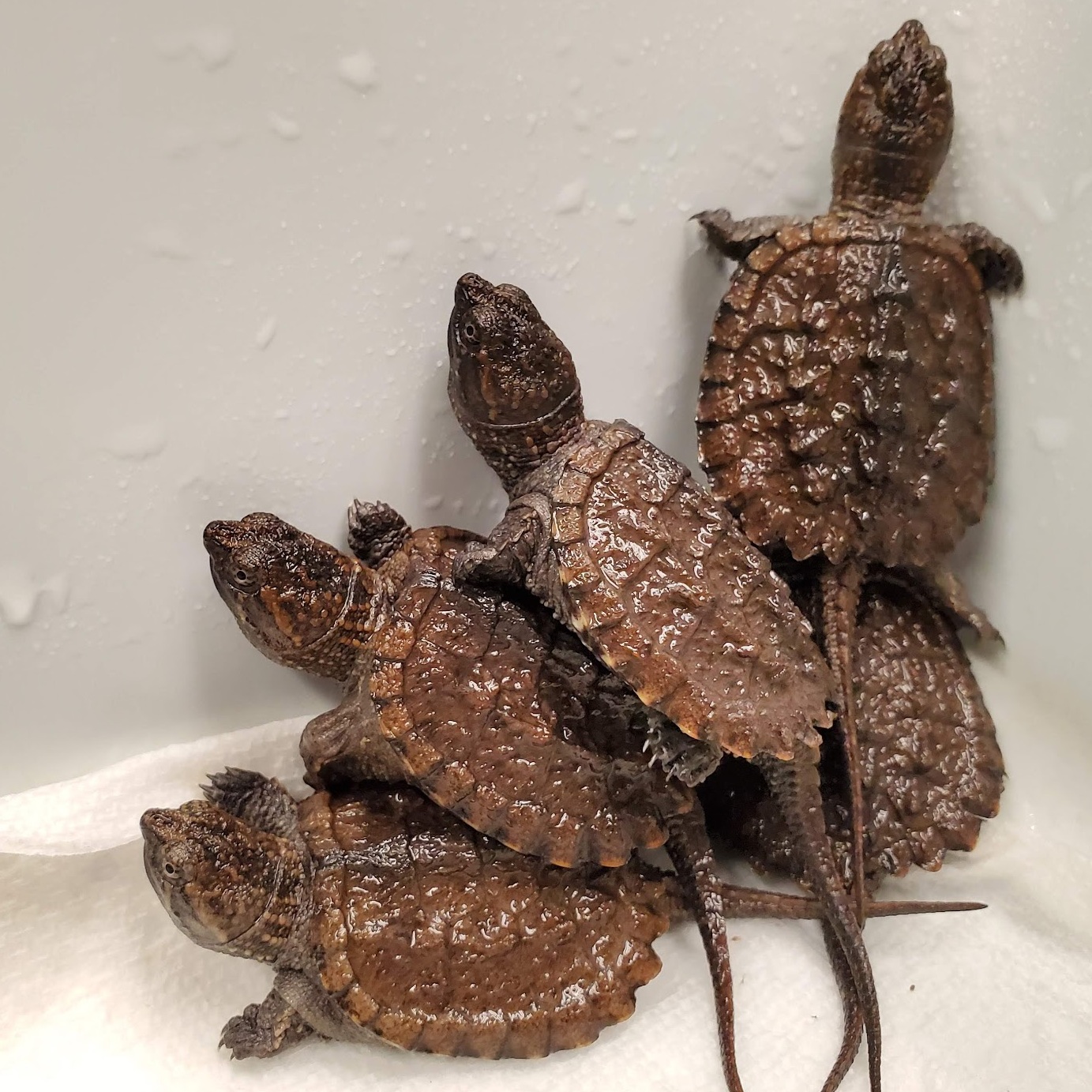 image of baby snapping turtles