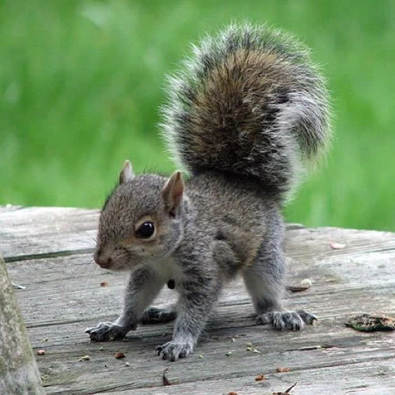 image of young grey squirrel 