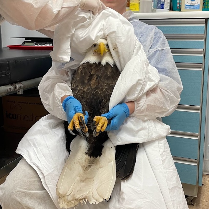 image of staff holding bald eagle for examination