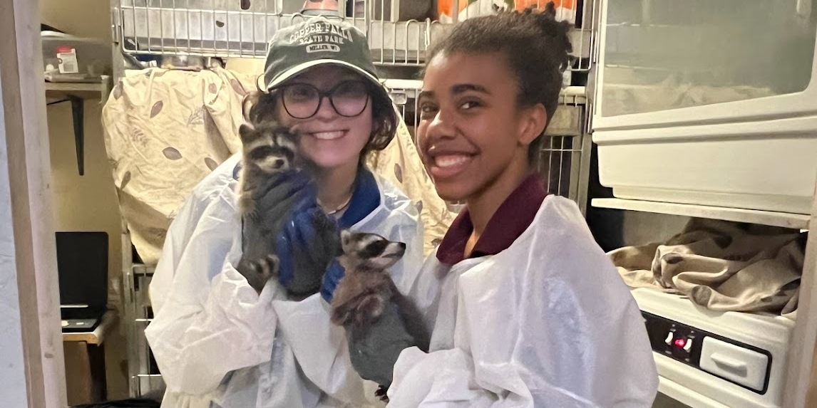two interns each in protective gear and holding a raccoon. 