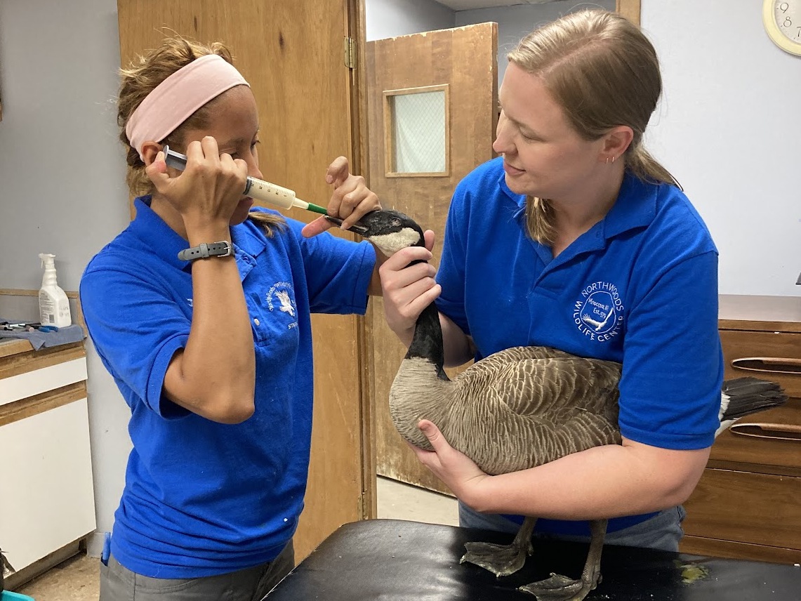 two interns feeding a goose patient