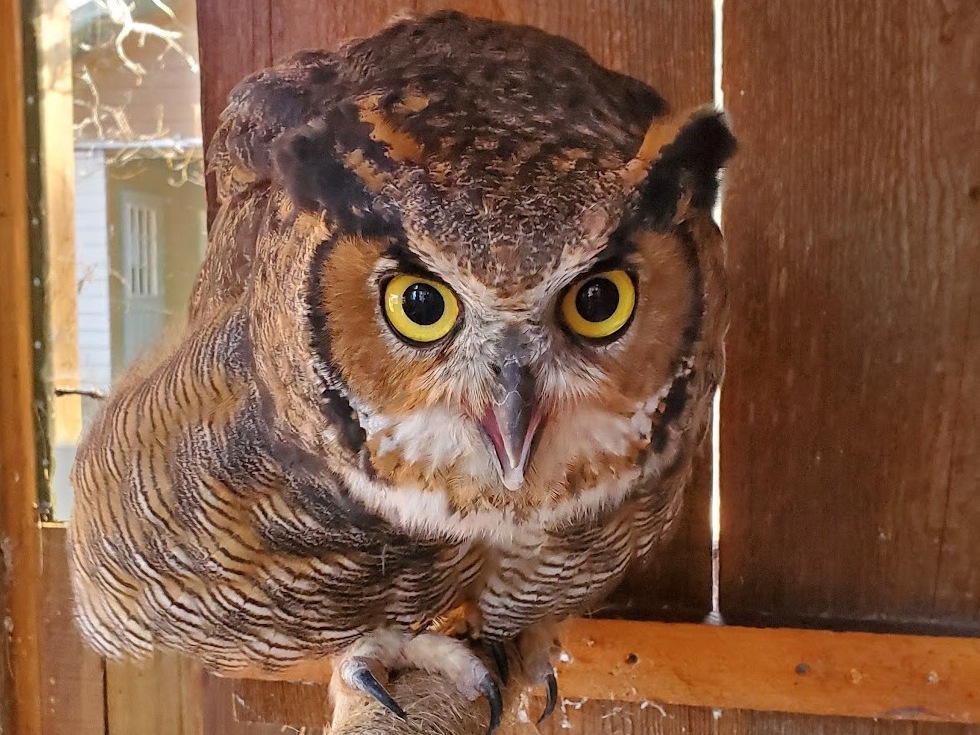 image of loki the great horned owl