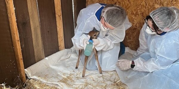 Wildlife Rescue and Rehabilitation - Northwoods Wildlife Center
