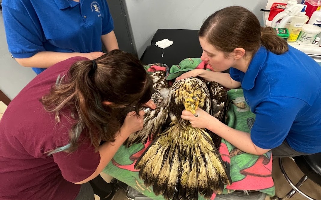 Rehabbers examining an injured juvenille blad eagle